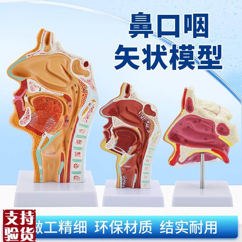 人体鼻腔口腔咽喉解剖口鼻喉病理模型耳鼻喉U科鼻子矢状教学,玩具/童车/益智/积木/模型,其他模型玩具,淘宝优惠券,粉丝福利购,淘宝优惠卷