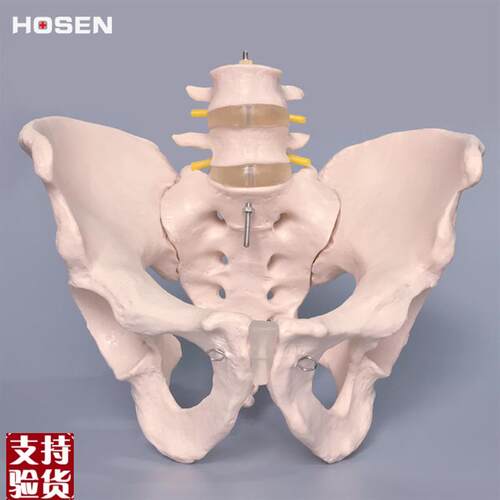 人体骨盆模型盆骨带二节腰椎脊椎髋D骨骼结构解剖骨科医学教学模