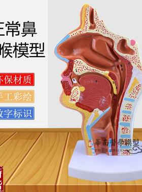 鼻腔解剖模型耳鼻喉科s教学模型鼻腔模型鼻子模型口鼻结构模具