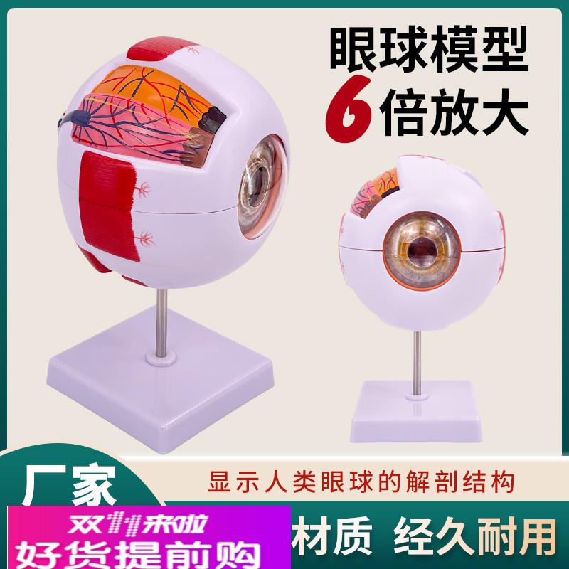 眼球模型 人体眼球解剖模6倍放大生物科学 眼睛教学 眼珠医学模型