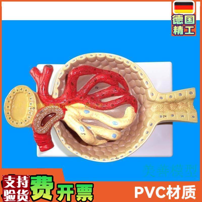 肾小球模型肾脏模型o毛细血管肾解剖模型教学教具医学特惠