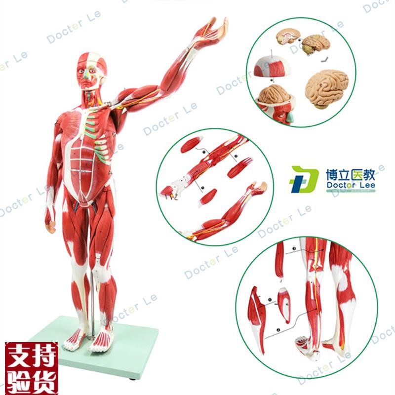 人体肌肉模型美术仿真骨骼v肌肉组织解刨模型健身医用教学模型
