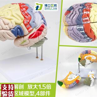 专业医学人体大脑解剖模型脑功能放大1G.5倍带标示教学脑科脑皮层