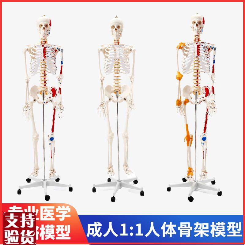 170cm人体骨骼模型骨架人体模型彩色大白骷髅Q标本肌肉脊椎神经骨