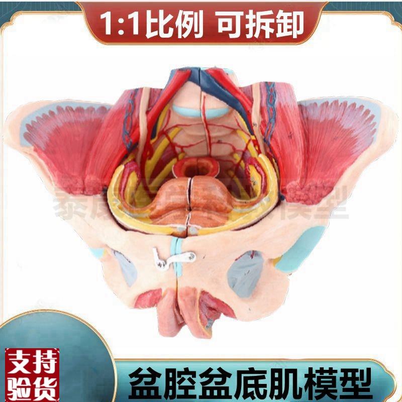 盆底肌模型d女性盆腔肌肉气管生殖泌尿月嫂培训技校产后修复瑜伽