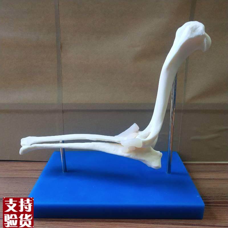 狗肘骨关节狗骨架动物模型宠物B兽医教学医用医学演示饰品包邮