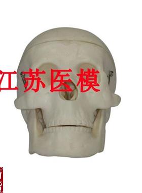小型头骨模型kXC-106正常头骨的三分之一