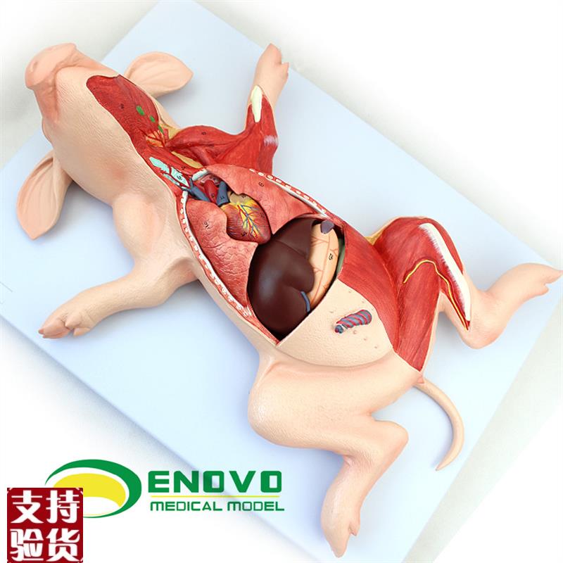 ENOVO颐诺猪解剖模型猪胚胎猪器官内脏肌肉神经S畜牧养殖学习动物