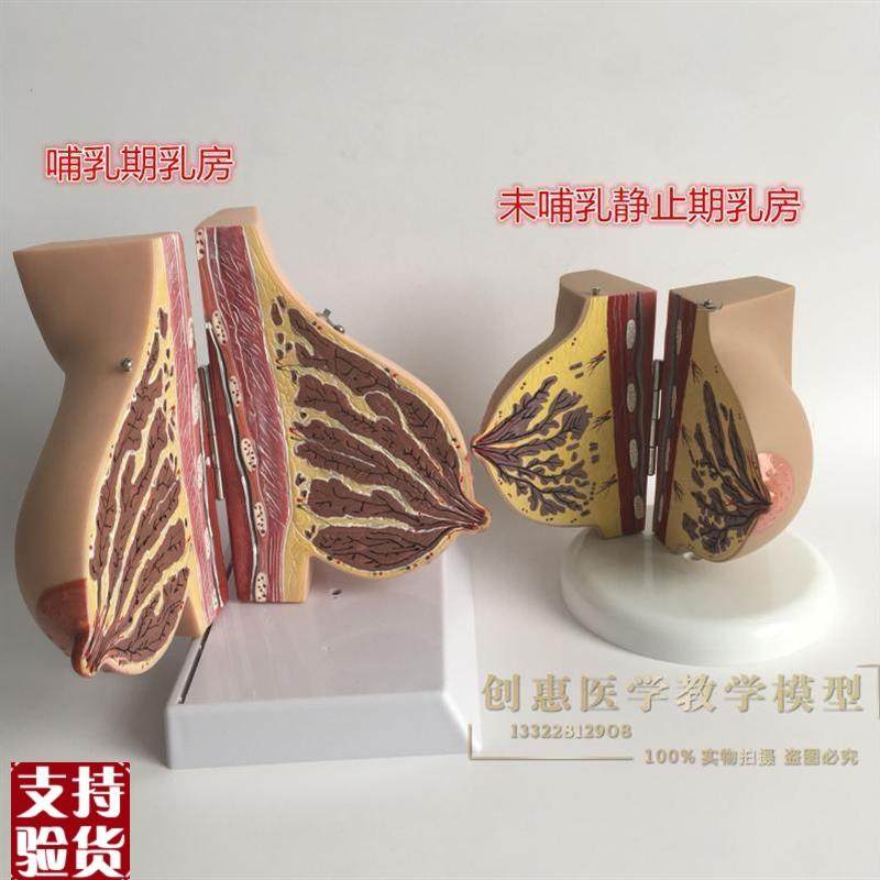 女性已孕a哺乳期乳房解剖模型,孕妇乳房解剖模型催乳师培训模型,玩具/童车/益智/积木/模型,其他模型玩具,淘宝优惠券,粉丝福利购,淘宝优惠卷