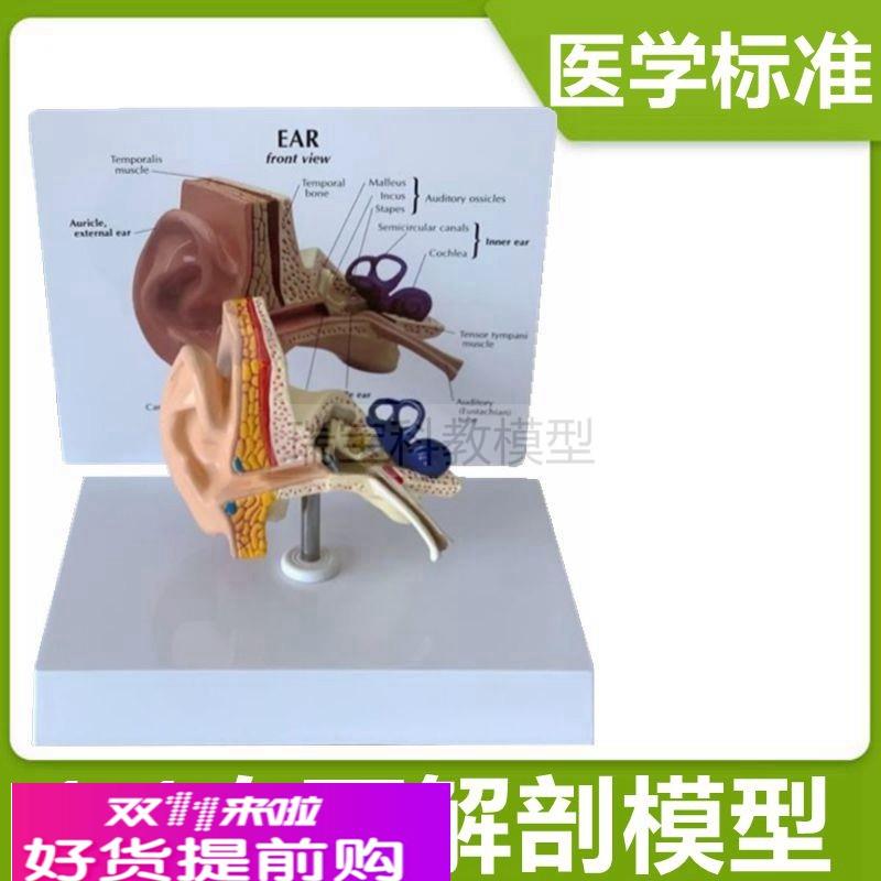 人体耳朵模型1比1仿真鼓膜听小骨内耳迷路半规管中耳咽鼓管听觉器