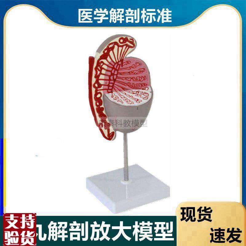 睾丸模型附睾输精管男性生殖x精子发育过程生殖细胞男科医患临床