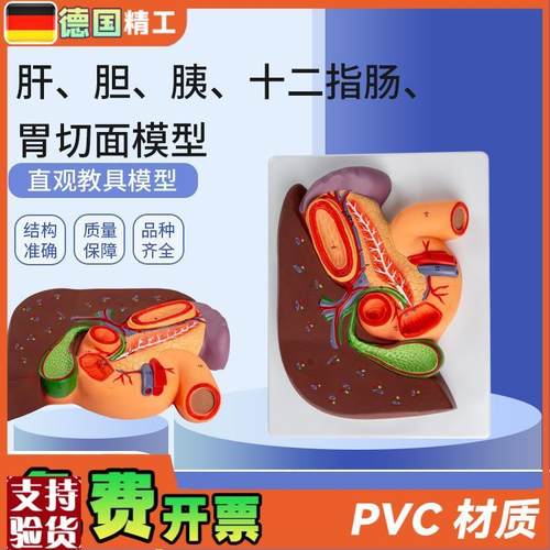 德国】肝胆胰十二指肠胃切面模型肝脏O解剖模型肝胰十二指