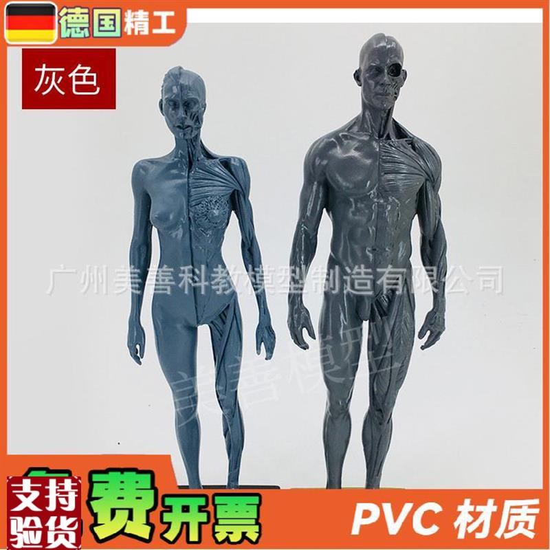 30cm雕c塑绘画CG参考头骨结构艺用人体肌肉骨骼解剖模型灰胚男女
