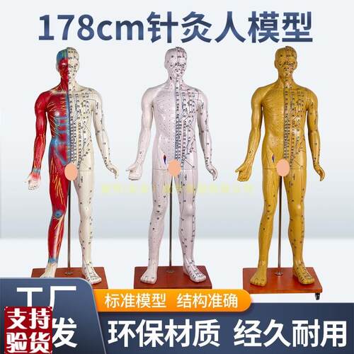 170CM人体针灸模型针灸t铜人模型178cm中医经络穴位模型穴位清晰