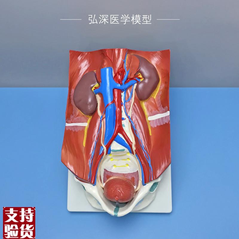 人体泌尿系统模型肾脏器官可拆解剖膀胱输尿管R血管教学医学模具