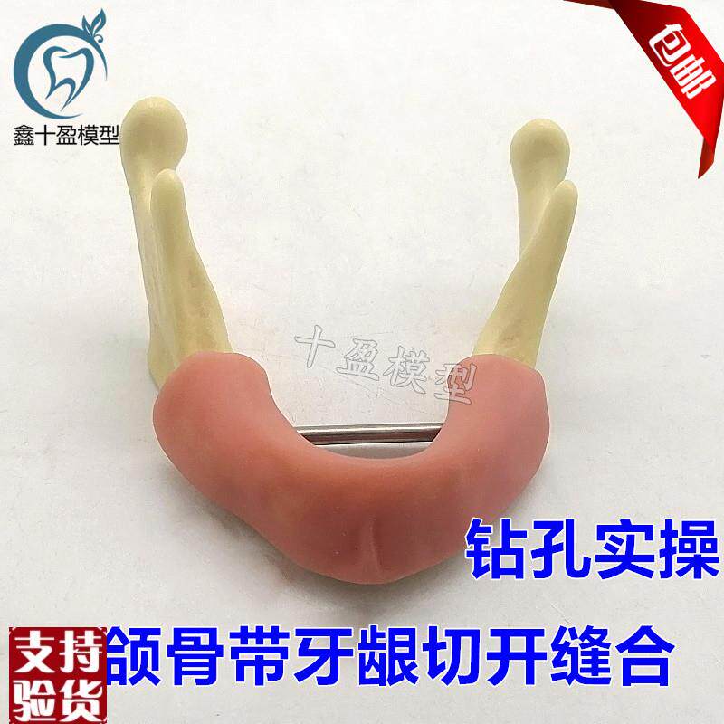 牙科下颌骨种植练习模型r仿真牙龈软硅胶钻孔实操练习口腔2023