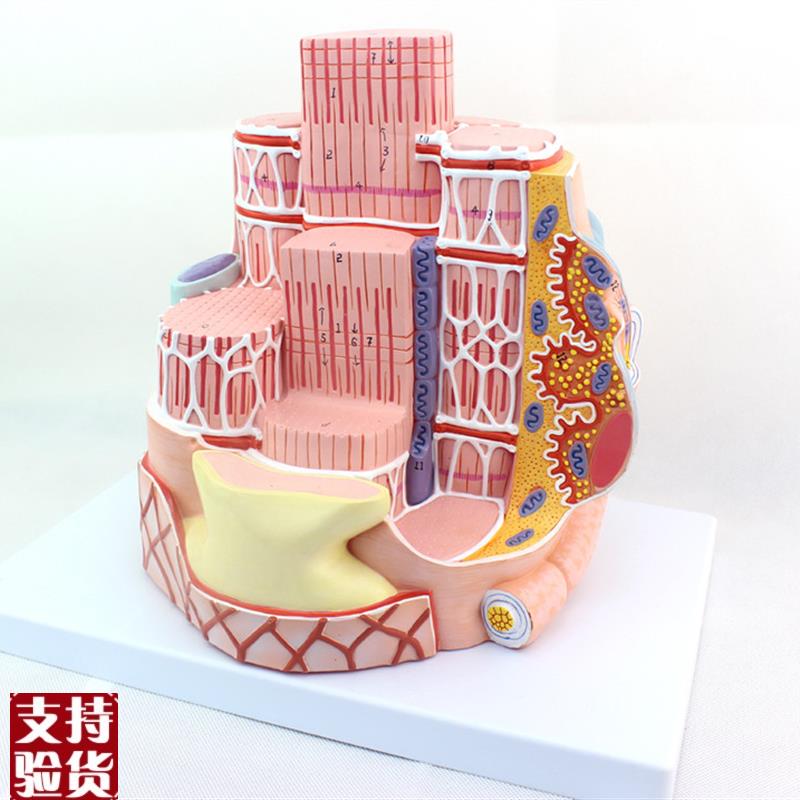ENOVO颐诺人体骨骼肌纤维模型显微解剖模型骨骼肌结N构MICROanato