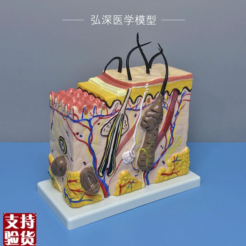 皮肤结构放大模型70倍人体皮肤层次毛I囊汗腺解剖毛发生长立体模