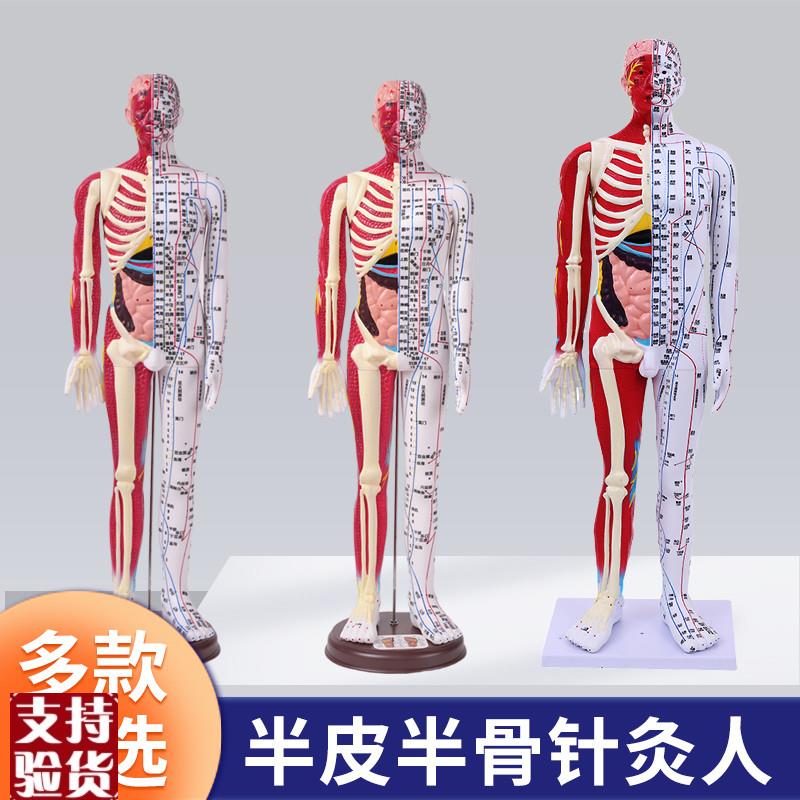 刻字超高清e晰人体穴位模型针灸按摩教学模型60CM半皮半肌经络模