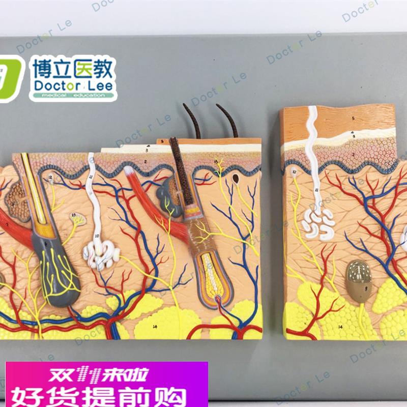 教学仿真皮肤浮雕模型平面皮肤标本生理组织结构放大医学解剖皮肤