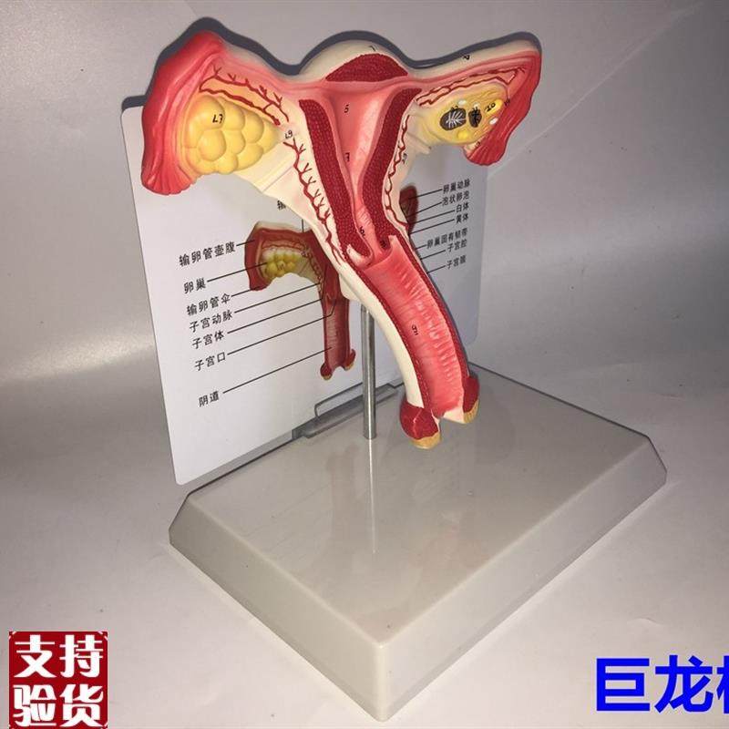 子宫模型生殖器解剖模型t计划生育示教模型教用医用解剖模型