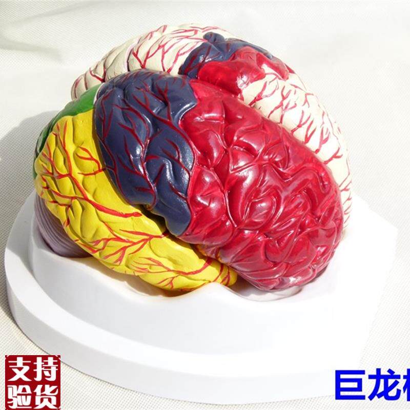 神经解剖脑模型,8部分彩色功能分区分布脑解P剖模型带脑动脉血管