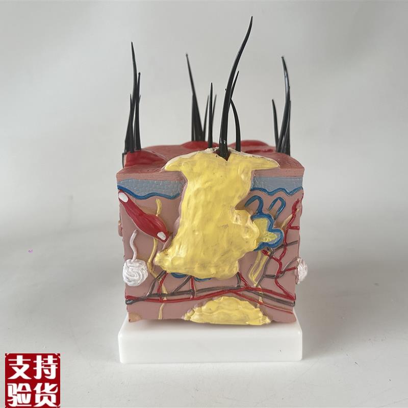 狗皮肤解剖犬皮肤构造狗毛发犬毛发狗毛囊发炎犬Y痤疮动物毛发