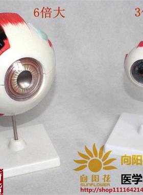 向阳花正品33205眼球解剖A模型3倍6倍放大生物厂家直销包邮