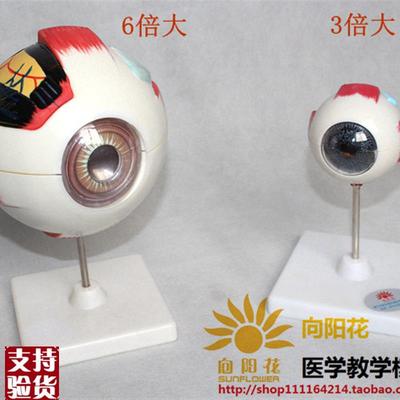 向阳花正品33205眼球解剖A模型3倍6倍放大生物厂家直销包邮