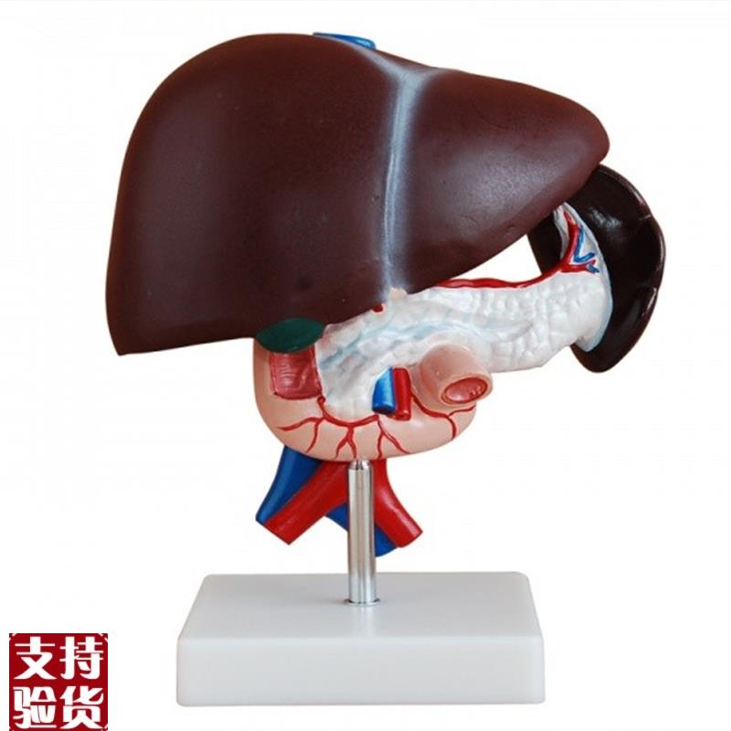 人体重要内脏胰十二指肠肝脏模型脾血管和胰腺模Y型消化内科