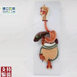 医学人体消化系统模型胃肝解剖模型消化道内科模型Y专业解剖模型