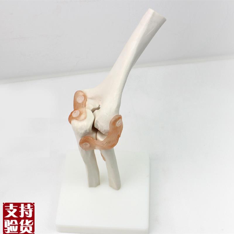 ENOVO颐诺医学肘关节模型桡关节人体骨骼标本R六大关节教具健康运