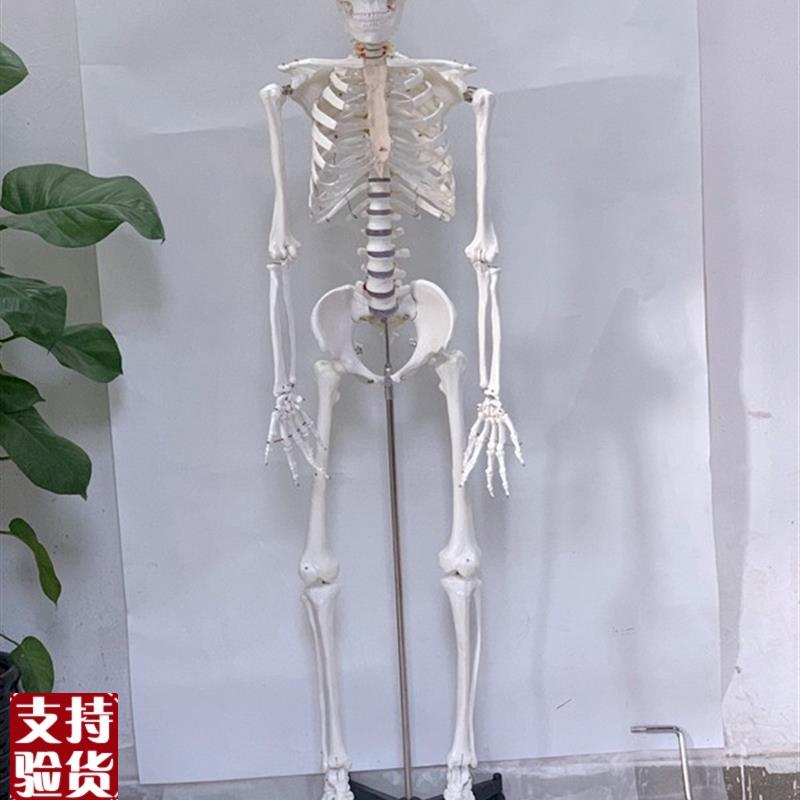 直销170CM白色人体骨骼模型人骨架人骷L髅静物绘画影视密室逃生