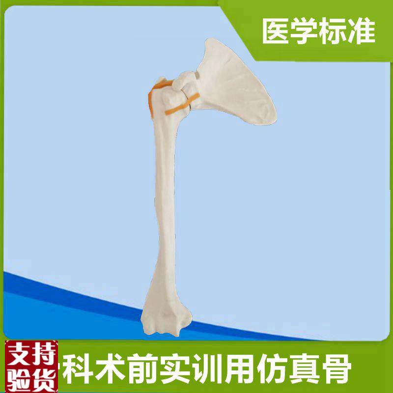 肩关节模型医用手术实操练习仿真骨骨F科医生术前实训器械钻孔固
