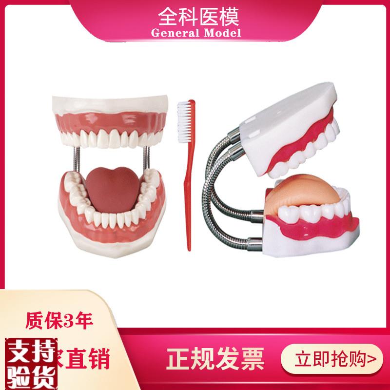 牙护理保健模型牙齿清v洁教学模具刷牙口腔护理牙模型