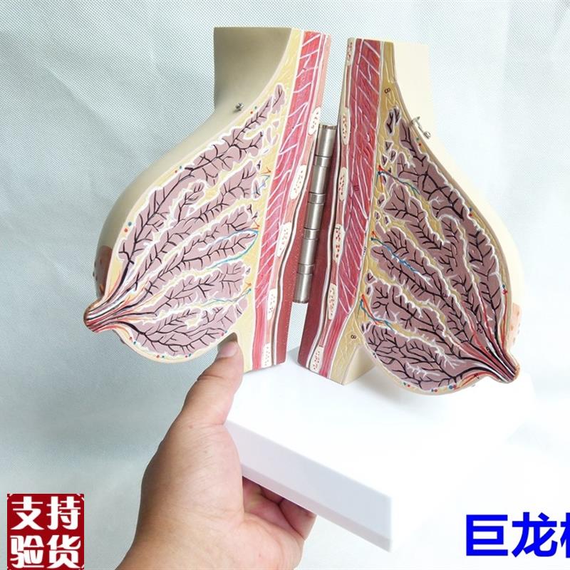 女性哺乳期乳房模型解剖女性z乳房模型出口欧美优质PVC材质