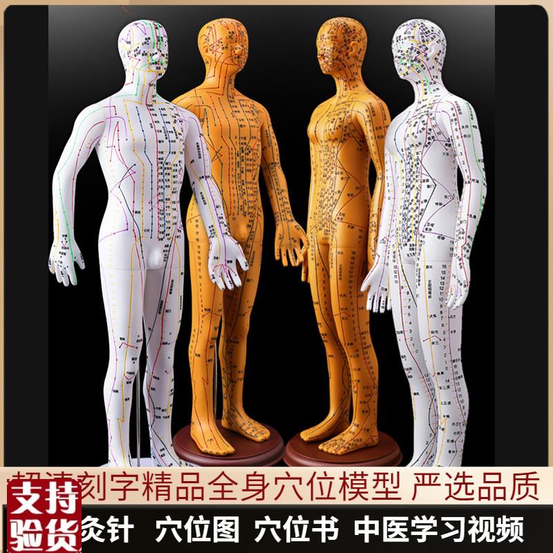 针灸穴位人体f模型可扎针经络全身图小铜人模特大真人十二人形练