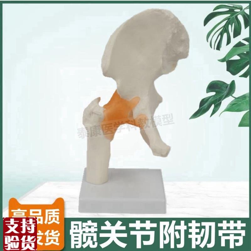 髋关节模型1比1仿真可活动拆卸股骨头医用N教学展示瑜伽康复功能