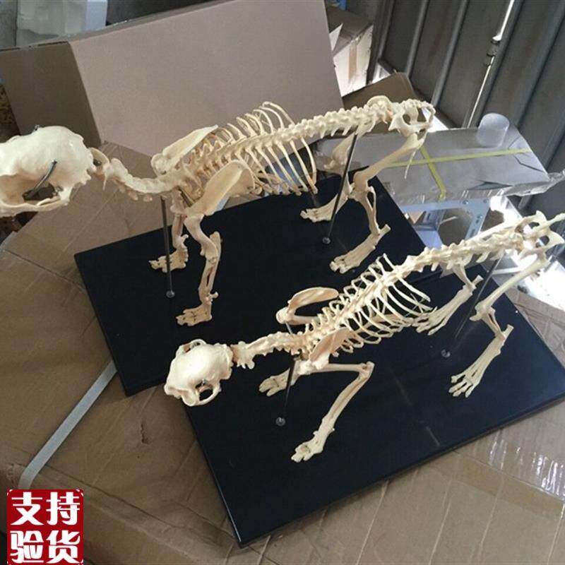 骨科器械狗骨骼标本模q型宠物动物狗猫犬教学骨架骨头骨骼模型