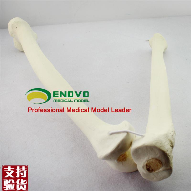 ENOVO颐诺骨科术前Sawbone人工合成骨模M型股骨胫骨模型骨科植入