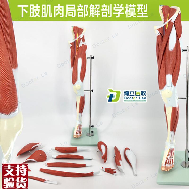 医学人体下肢肌肉血管神r经模型腿部运动系统医学人体解剖健身康
