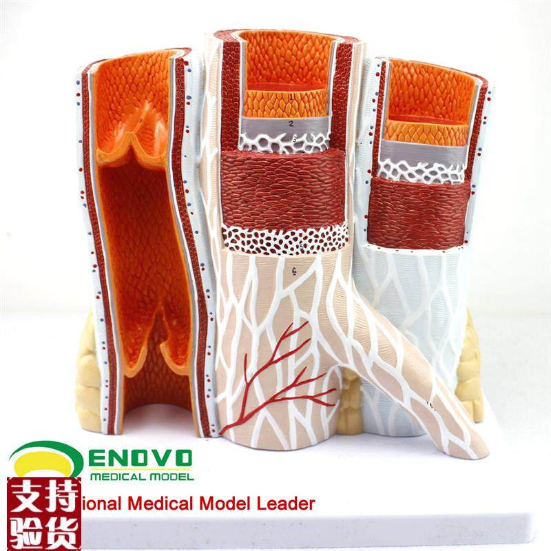 颐诺正品人体血管模型动脉与A静脉解剖放大模型动脉静脉结构