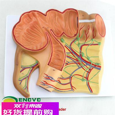 ENOVO正品人体医学回盲部解剖模型盲肠阑尾升结回肠血管淋巴模型