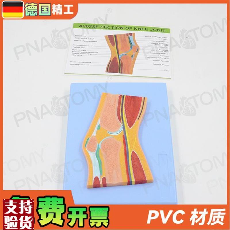 德国】人体MRI膝关节骨骼w肌肉剖面构造解剖模型医学骨科疼痛科教