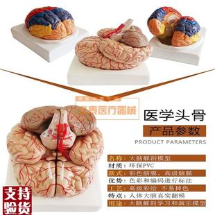 包邮医用人体大脑解剖大脑模型脑室人脑模型X脑神经科模型