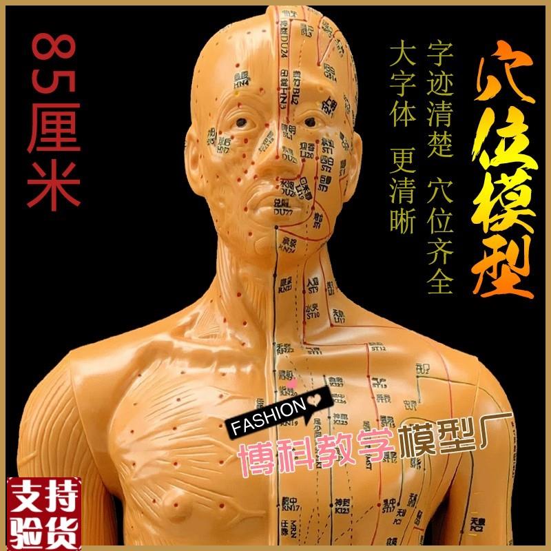 中医针灸穴位f图人体模型教学85男全身十二经络小皮人针灸穴位模