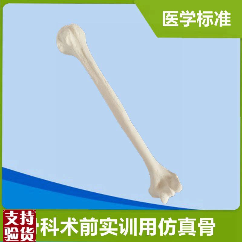 肱骨模型手术实操用仿真骨1比1假骨头四肢M散骨人体骨骼关节医用