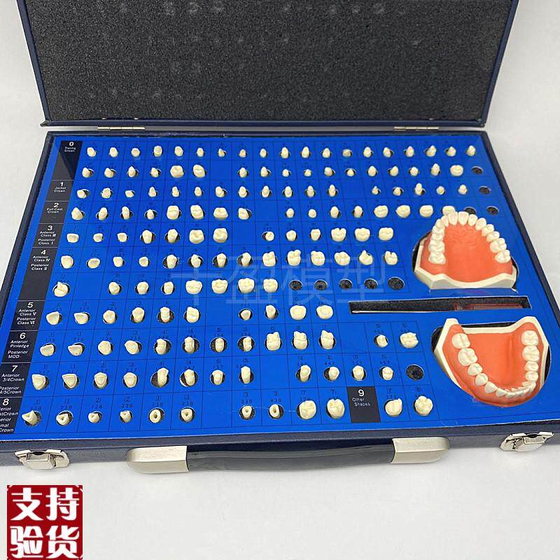 口腔齿科备牙模型牙体制备窝洞义齿加工模型技Q工牙体预备展示模