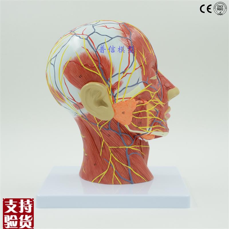 普信人体头骨h带肌肉神经血管模型型美容面部神经微整形医学解剖