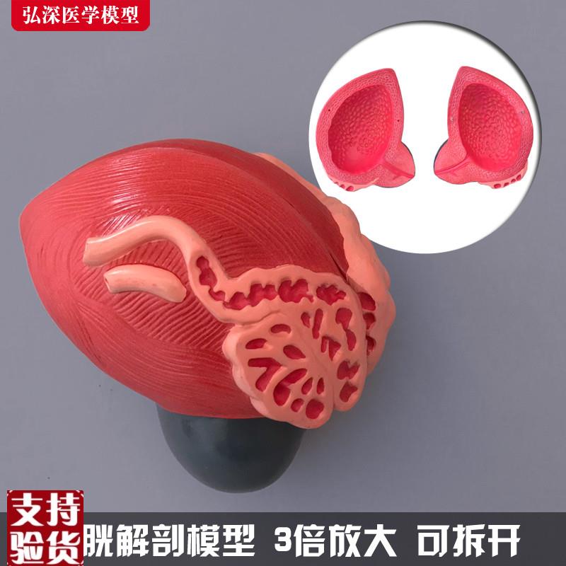 膀胱模型b人体男性前列腺3倍放大泌尿生殖系统结构造教学医学模具